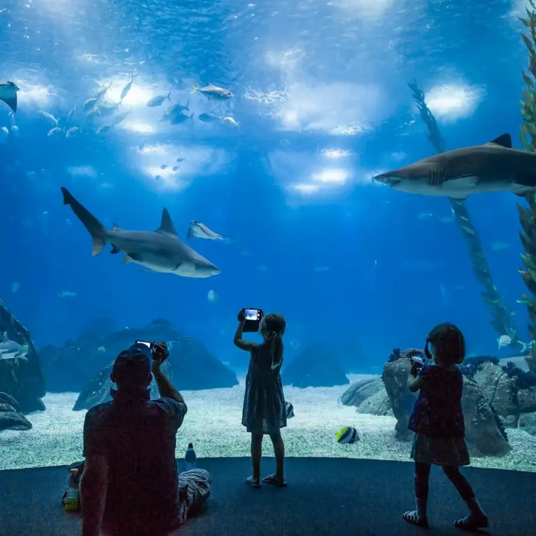 Visitors photographing sharks, a ray and shoals of fish through the main tank window at the Oceanário de Lisboa