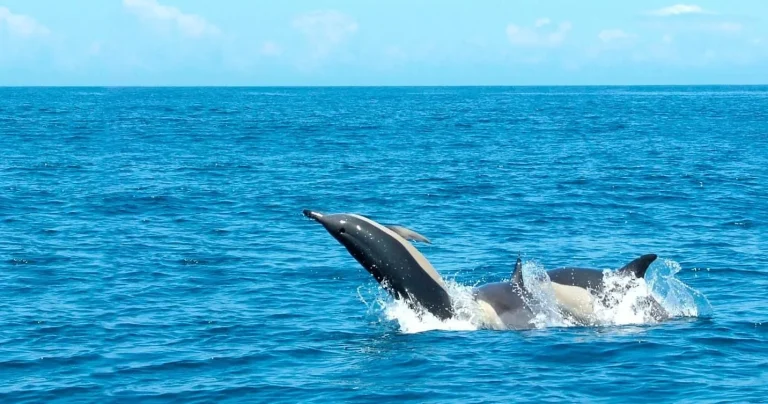Dolphin watching boat trip from Lisbon on the Atlantic