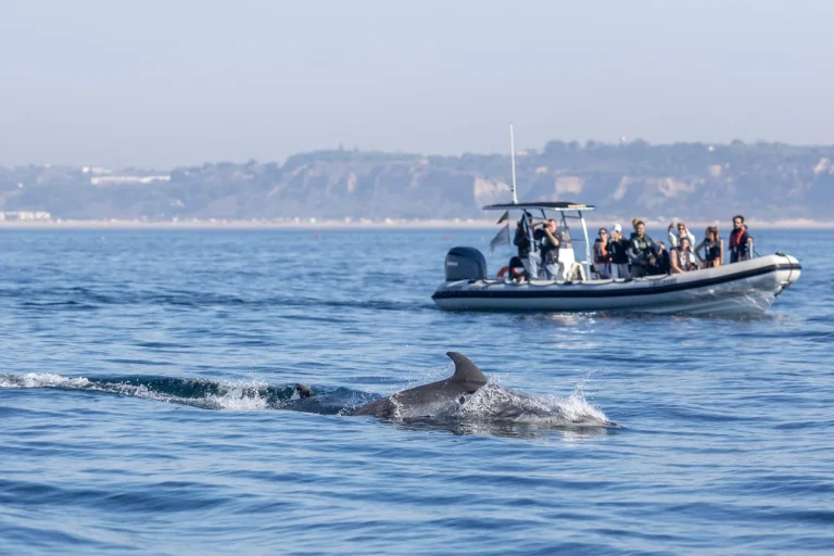 Dolphin watching boat trip from Lisbon — photo 8